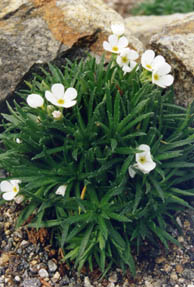 Androsace carnea var brigantiaca